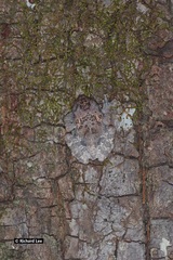 Theloderma stellatum