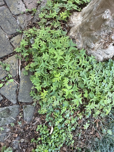 Oxalis dehradunensis