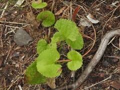 Centella eriantha eriantha