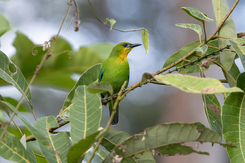 Chloropsis palawanensis observed 2025-12-12