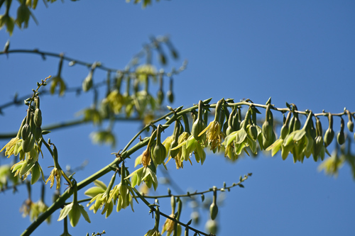 Furcraea foetida observed 2026-01-07