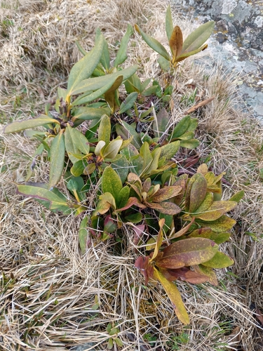 Georgian Snow Rose (Rhododendron caucasicum)