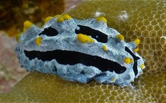 Phyllidia varicosa