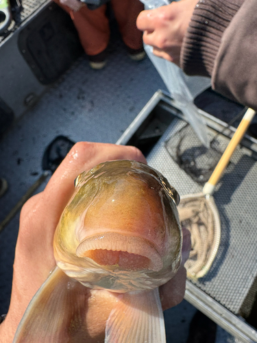 Goose Lake sucker (Catostomus occidentalis) — Catostomidae — 3
