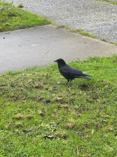 American Crow