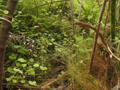 Centella eriantha eriantha