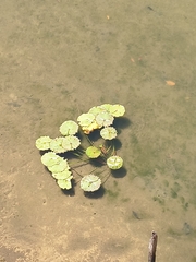 Nymphaea rudgeana
