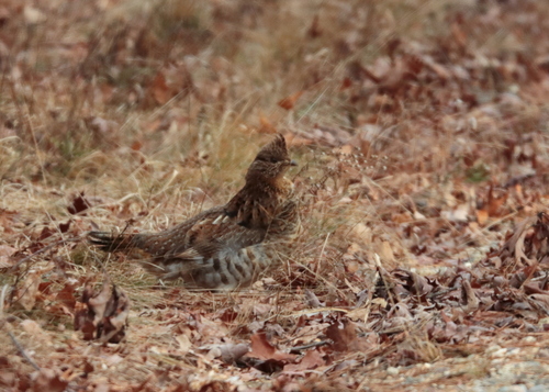Ruffed Grouse (Bonasa umbellus), photo 7