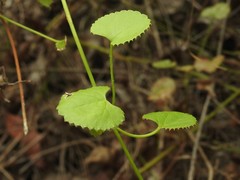 Centella eriantha eriantha