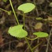 Centella eriantha eriantha - Photo (c) Liz Hutton,  זכויות יוצרים חלקיות (CC BY-NC), הועלה על ידי Liz Hutton