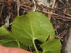 Centella eriantha eriantha