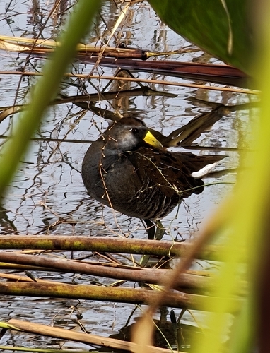 Sora (Porzana carolina)