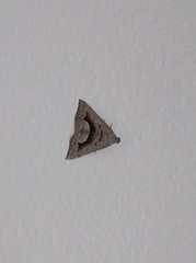 Dichromodes euscia
