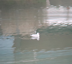 Chroicocephalus ridibundus