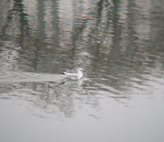 Chroicocephalus ridibundus