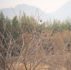 Streptopelia orientalis