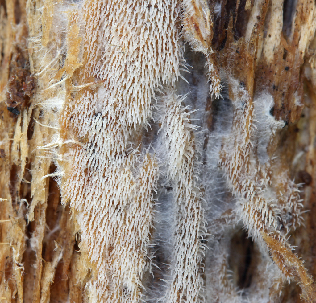 Hyalodon piceicola