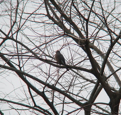 Hypsipetes amaurotis