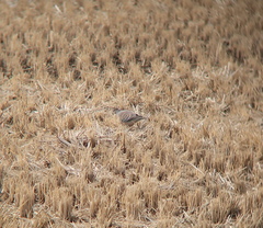 Streptopelia orientalis