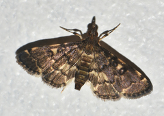 Piletocera viperalis