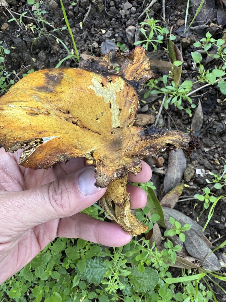 Omphalotus olivascens · January 2026 · photo: © rogerraiche (iNaturalist, cc-by)