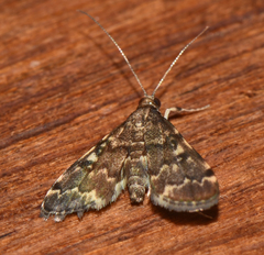 Piletocera viperalis