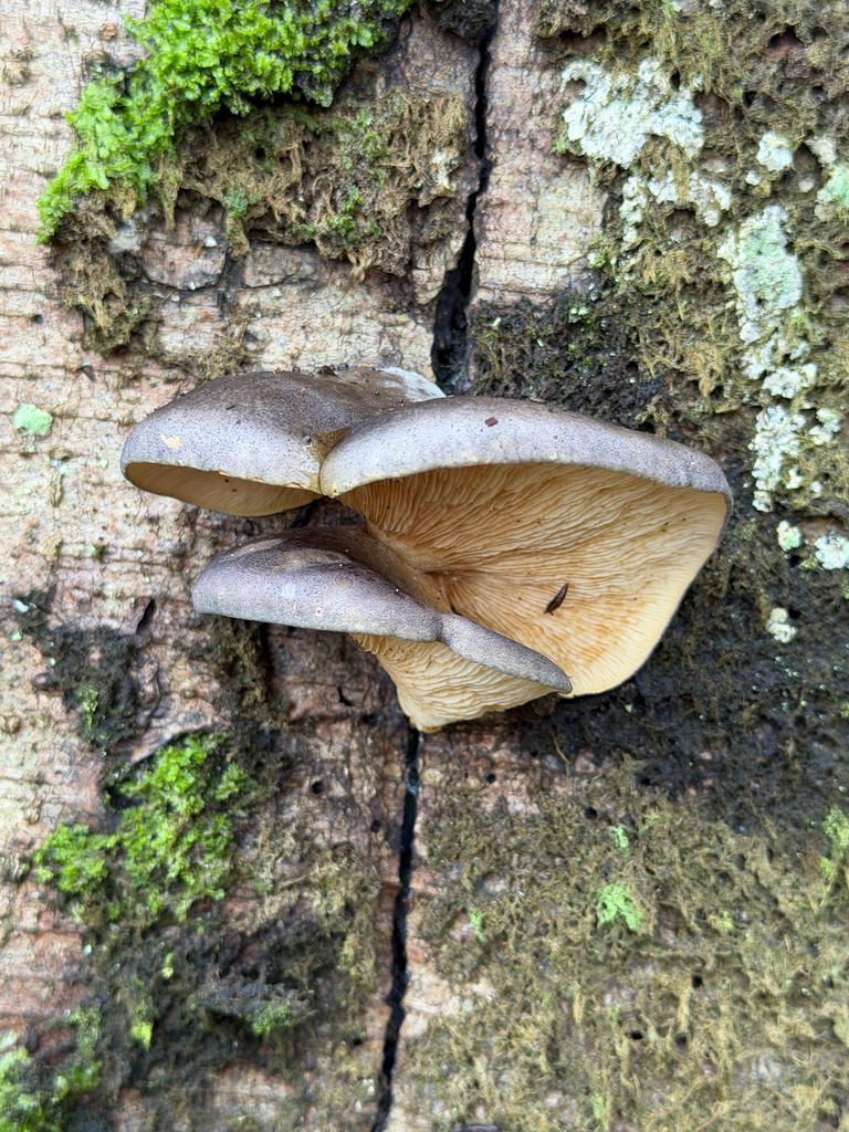 Sarcomyxa serotina · January 2026 · photo: © wafflemaster135 (iNaturalist, cc0)