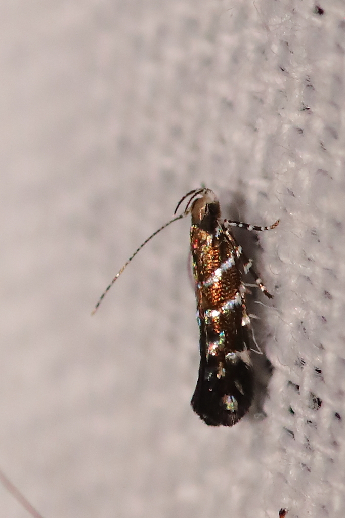 Vulcaniella grabowiella