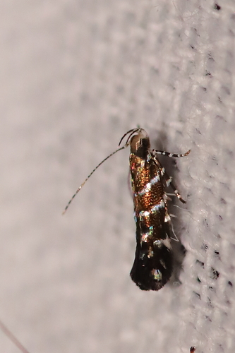 Vulcaniella grabowiella