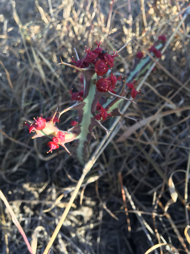 Euphorbia meridionalis