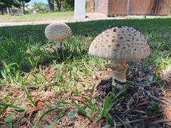 Saproamanita foetidissima