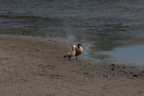 iNaturalist: (c) ianrijsdijk, some rights reserved (CC BY-NC), uploaded by ianrijsdijk iNaturalist image