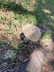 Saproamanita foetidissima