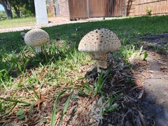 Saproamanita foetidissima