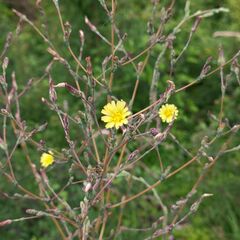 prickly lettuce