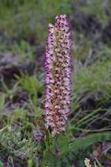 Disa fragrans