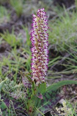Disa fragrans