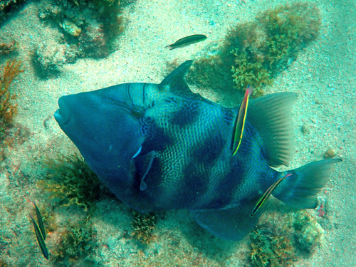 Photo of Stone triggerfish (Pseudobalistes naufragium)