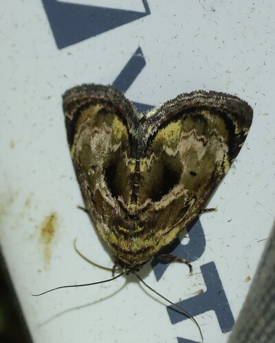 Petrinia lignosa