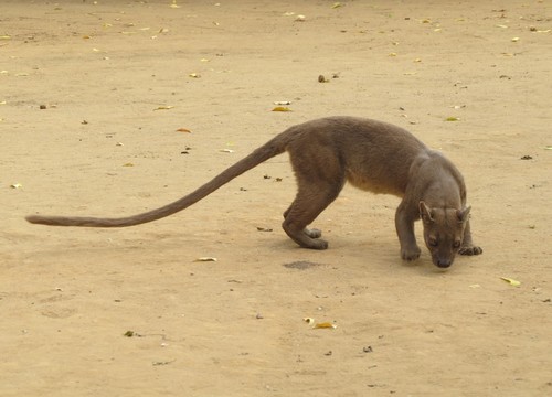 Fossa