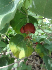 Abutilon menziesii