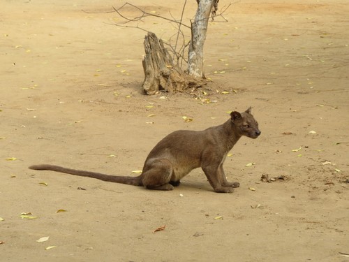 Fossa