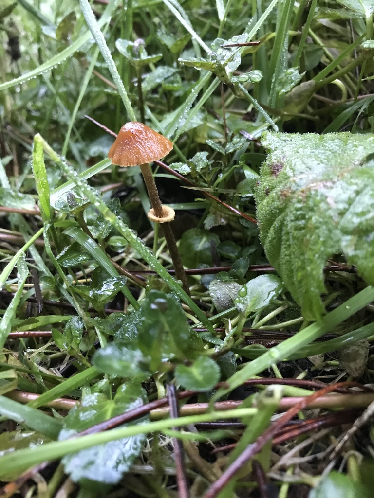 Pholiotina rugosa