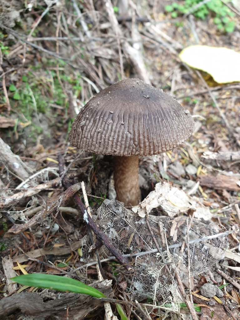 Amanita pekeoides · January 2026 · photo: © samlasham (iNaturalist, cc0)