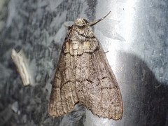 Smyriodes aplectaria
