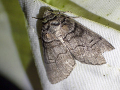 Smyriodes aplectaria
