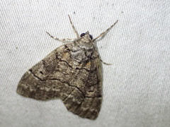 Smyriodes aplectaria