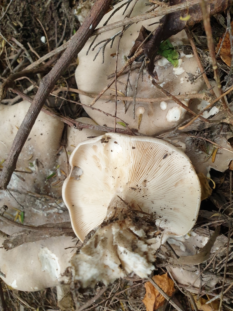 Clitocybe nebularis · January 2026 · photo: © samlasham (iNaturalist, cc0)