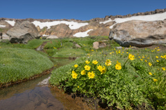 Ranunculus peduncularis, photograph (c) Morten Ross, some rights reserved (CC BY)