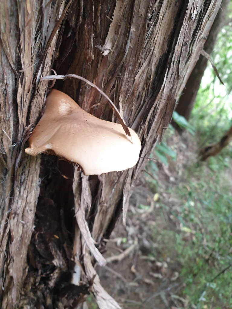 Cyclocybe parasitica · January 2026 · photo: © samlasham (iNaturalist, cc0)